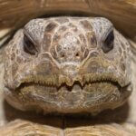 what should a tortoise beak look like?