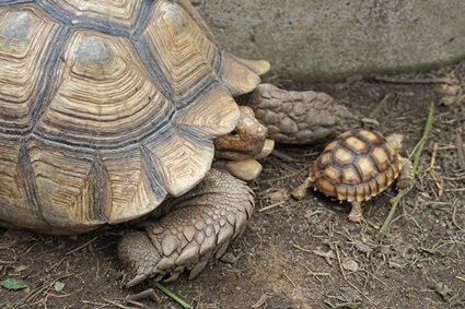 baby tortoise growth rate