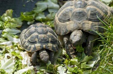can tortoises mate with siblings?