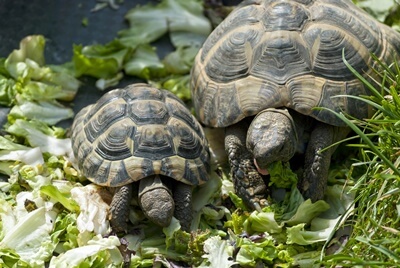 can tortoises mate with siblings?