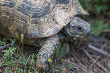 good names for male tortoise