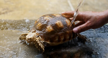 how do you moisturize a tortoise shell?