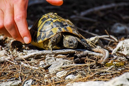 tortoise shell care
