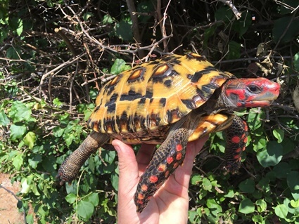 Are Cherry head and red foot tortoise the same?