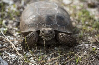 Can a tortoise stay outside at night?