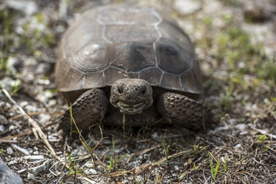 Can a tortoise stay outside at night?