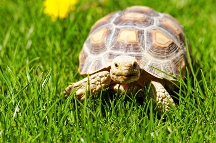 How do i rehome my tortoise?