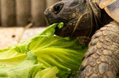 Why do tortoises need starve days?