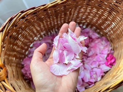 are rose petals good for tortoises?