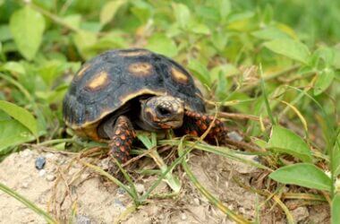 can baby tortoise live outside?