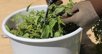 can tortoises eat nettles?