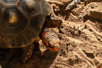 can tortoises eat sand?