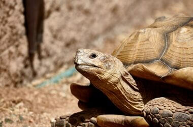 can tortoises get too hot?