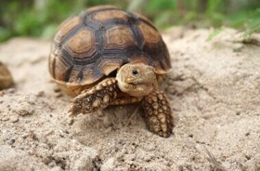 can tortoises live on sand?