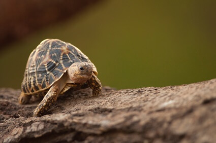 can tortoises run?