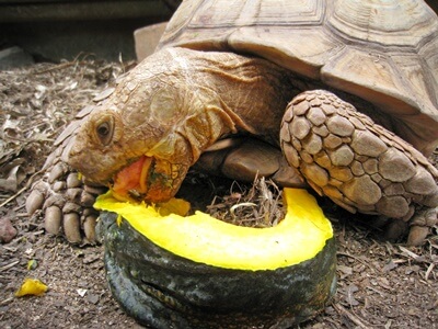 can you feed tortoises pumpkin?
