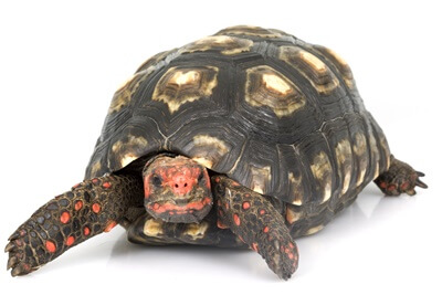 difference between cherry head and red foot tortoise