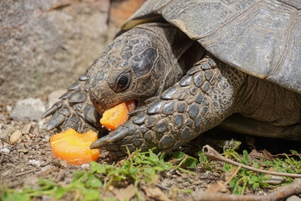 do tortoises know when to stop eating?
