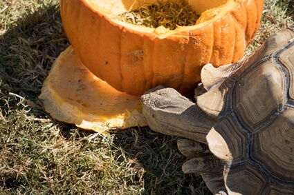 do tortoises like pumpkin?