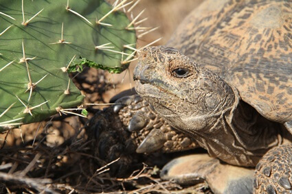 how do tortoises eat cactus without getting hurt?