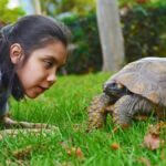 how to feed tortoise when away