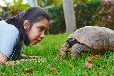 how to feed tortoise when away