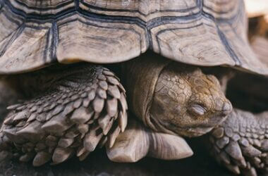 is it normal for a tortoise to sleep with its head out?
