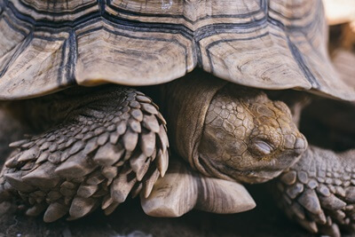 is it normal for a tortoise to sleep with its head out?