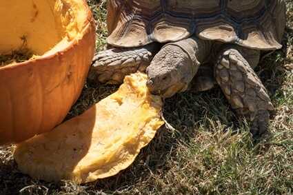 is pumpkin good for tortoises?