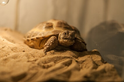 is sand bad for tortoises?