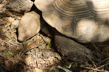 what to do if tortoise is not moving