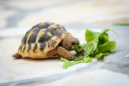 what to do with tortoise while on vacation