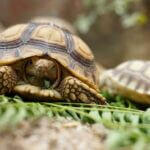 what to do with unwanted tortoises