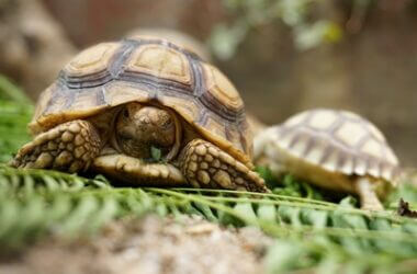 what to do with unwanted tortoises