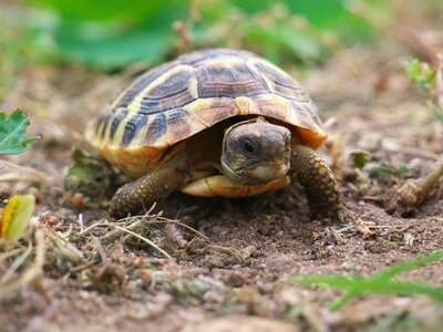 where to sell my tortoise?