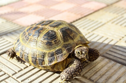 why do tortoises bask?
