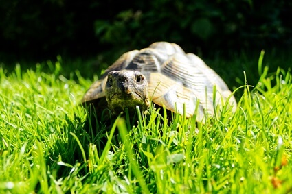 why do tortoises need UV light?