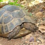 why is my tortoise not moving?