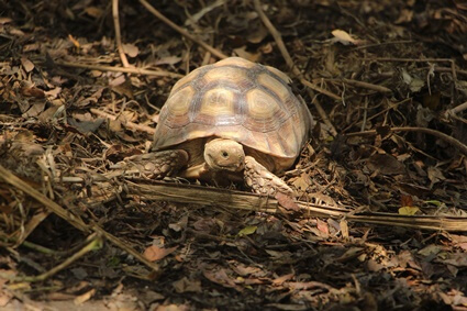 how to track a lost tortoise