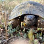 how to track a tortoise