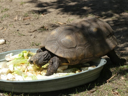 protein foods for tortoises
