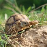 what to do if you find a tortoise in your garden