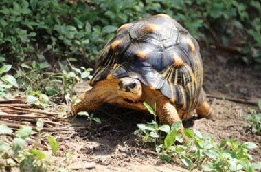 why do tortoises eat stones?