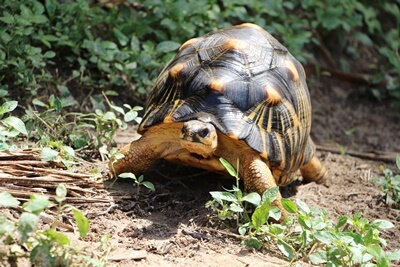 why do tortoises eat stones?