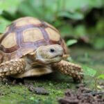 what happens when tortoise pass a bladder stone?
