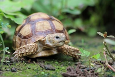what happens when tortoise pass a bladder stone?